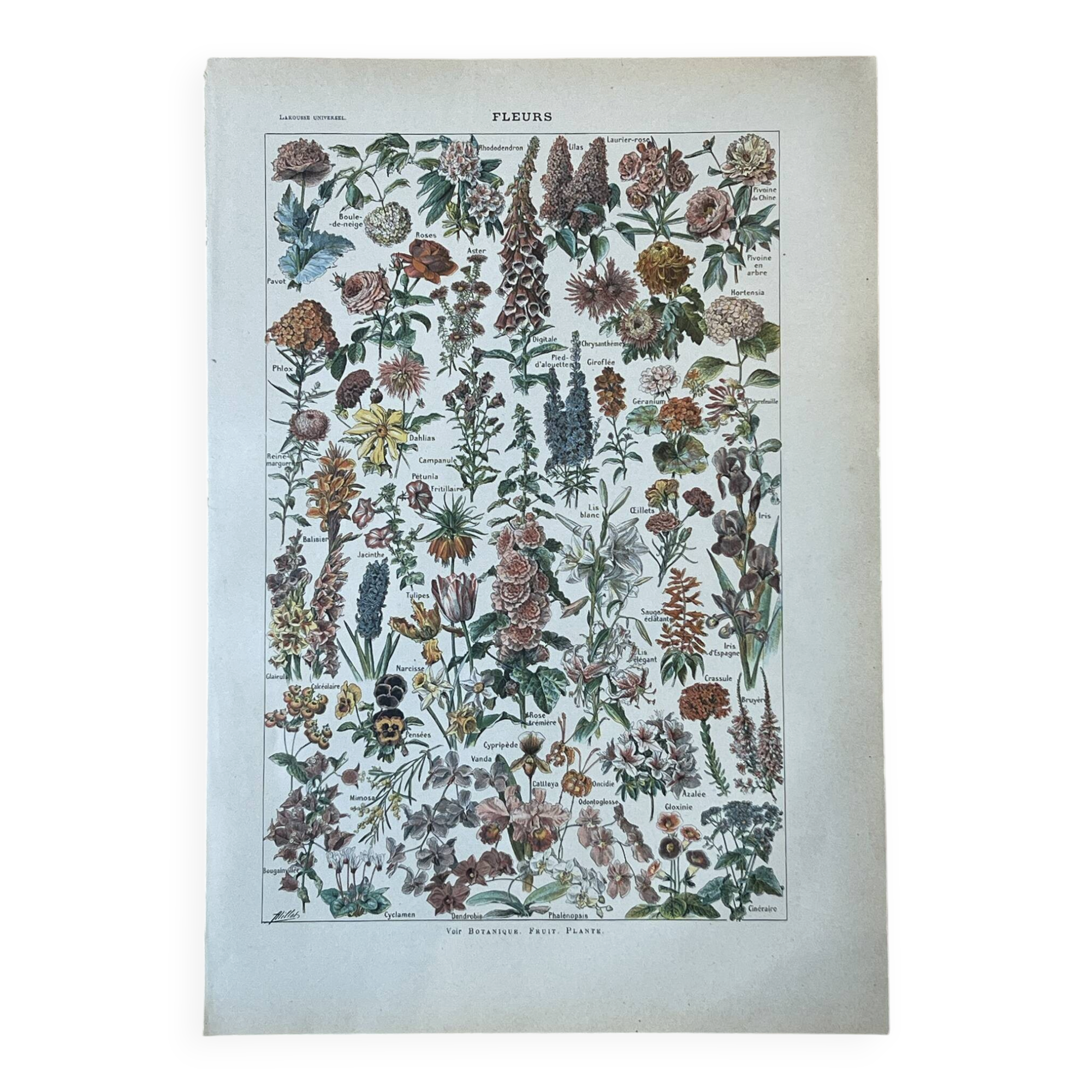 Planche botanique “Fleurs” - 29x20cm - 1922