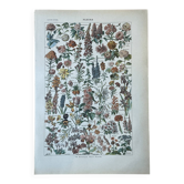Planche botanique “Fleurs” - 29x20cm - 1922