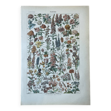 Planche botanique “Fleurs” - 29x20cm - 1922