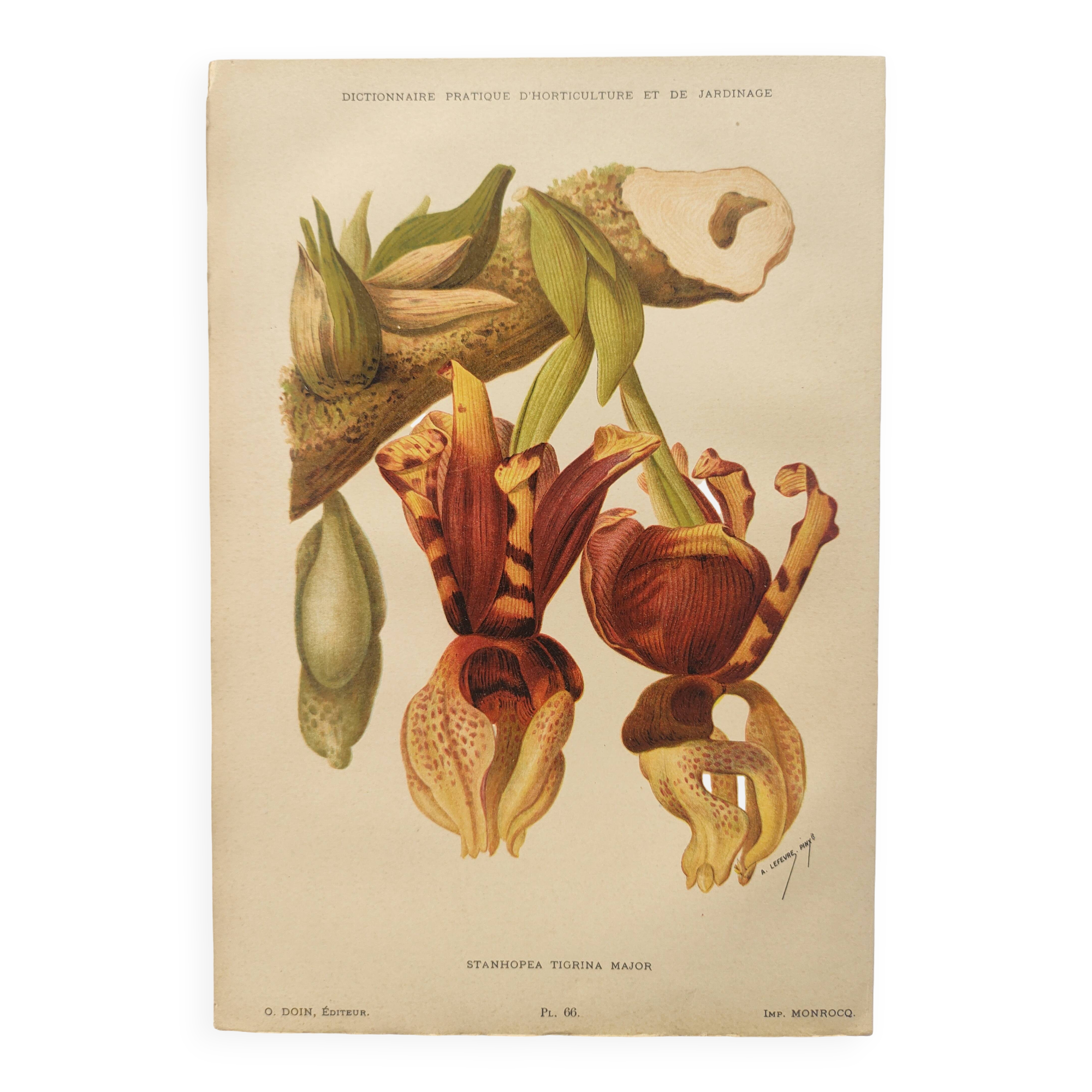 Botanical Chromo-Lithograph from 1897 - Stanhopea Tigrina Major - Original plate. Old engraving