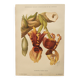Botanical Chromo-Lithograph from 1897 - Stanhopea Tigrina Major - Original plate. Old engraving