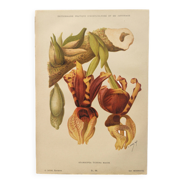 Chromo-Lithographie botanique de 1897 - Stanhopea Tigrina Major - Planche original. Gravure ancienne