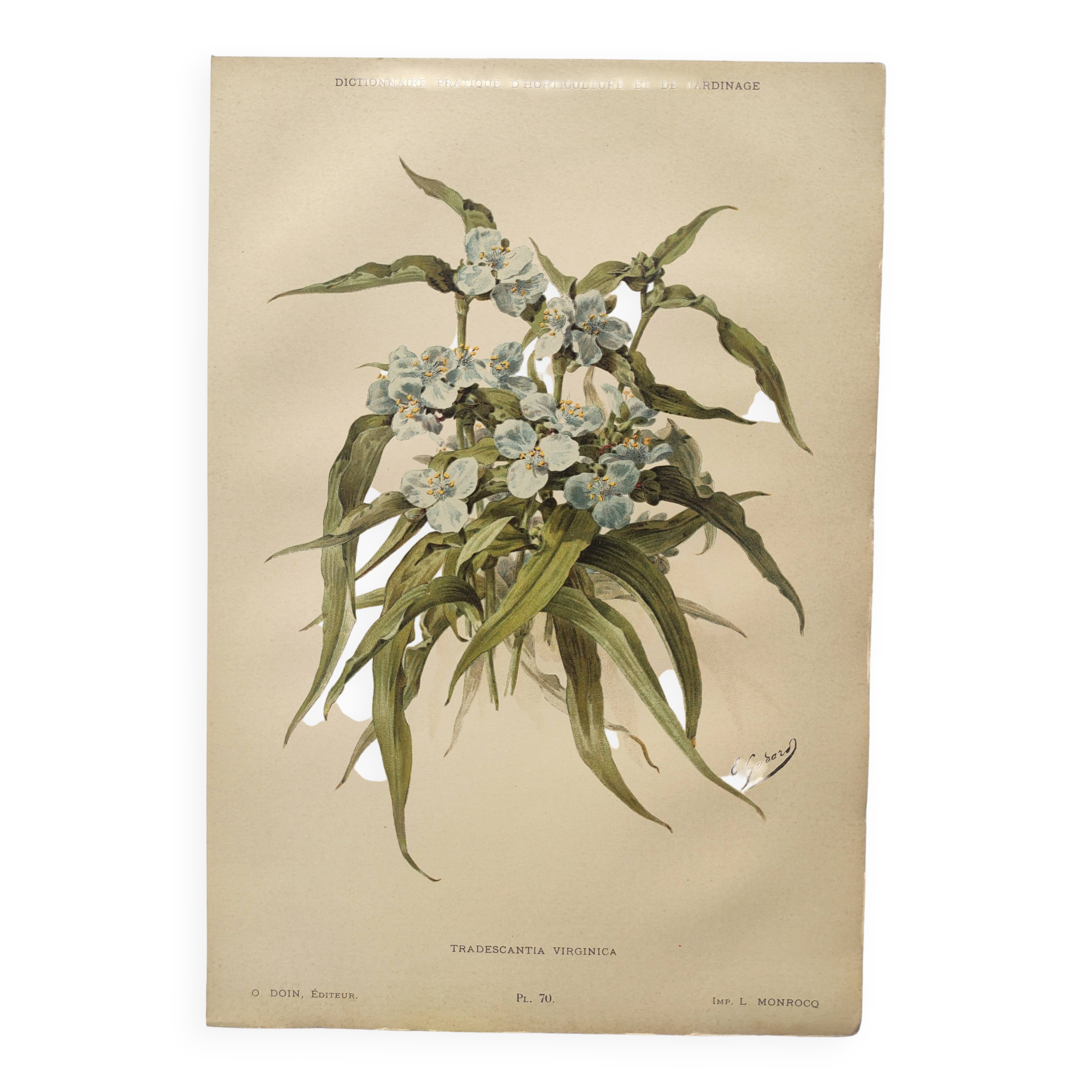 Antique plate from 1897 - Tradescantia Virginica - Original illustration