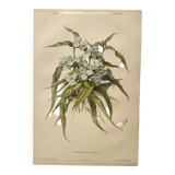 Antique plate from 1897 - Tradescantia Virginica - Original illustration