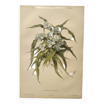 Antique plate from 1897 - Tradescantia Virginica - Original illustration