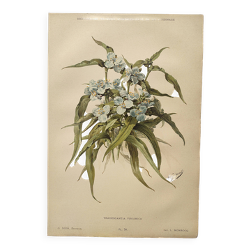 Antique plate from 1897 - Tradescantia Virginica - Original illustration