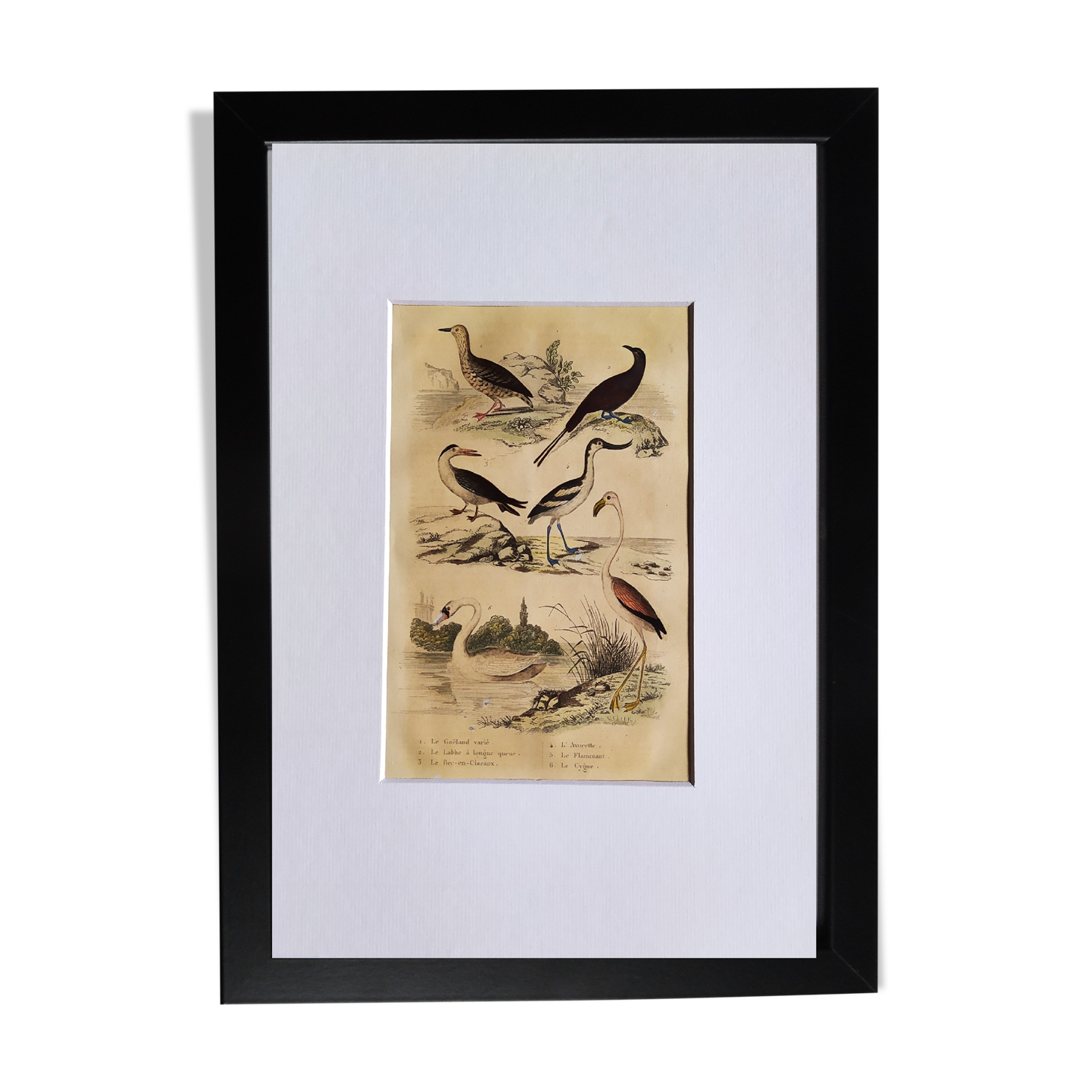 Original ornithological plate "