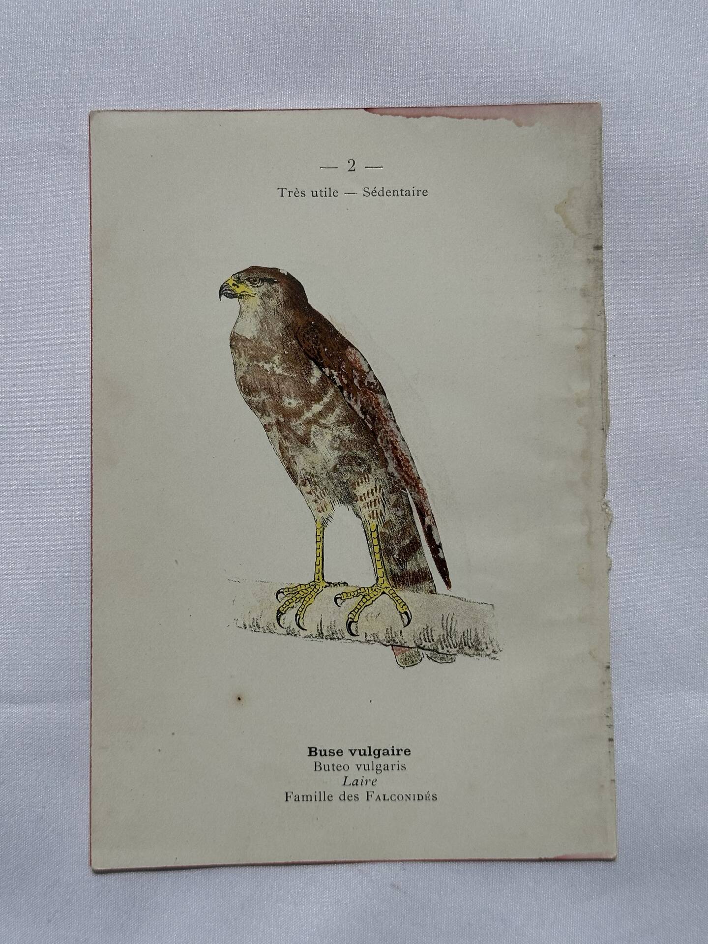 Planche Botanique Gravure oiseaux naturaliste  19eme recto verso  A