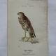 Planche Botanique Gravure oiseaux naturaliste  19eme recto verso  A