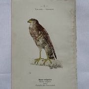 Planche Botanique Gravure oiseaux naturaliste  19eme recto verso  A