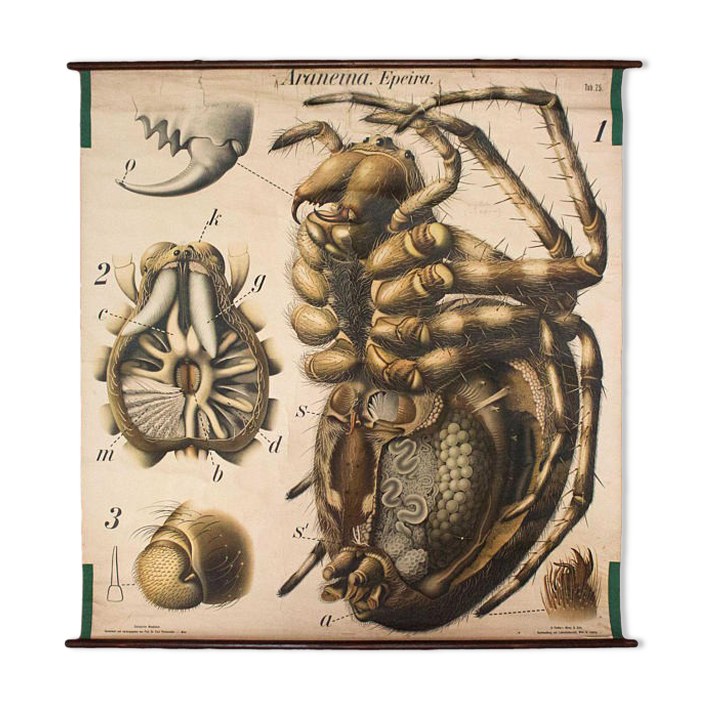 20th century poster Paul Pfurtscheller Zoological "spider" 1910