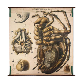 du 20e siècle Affiche Paul Pfurtscheller zoologiques  "araignée" 1910