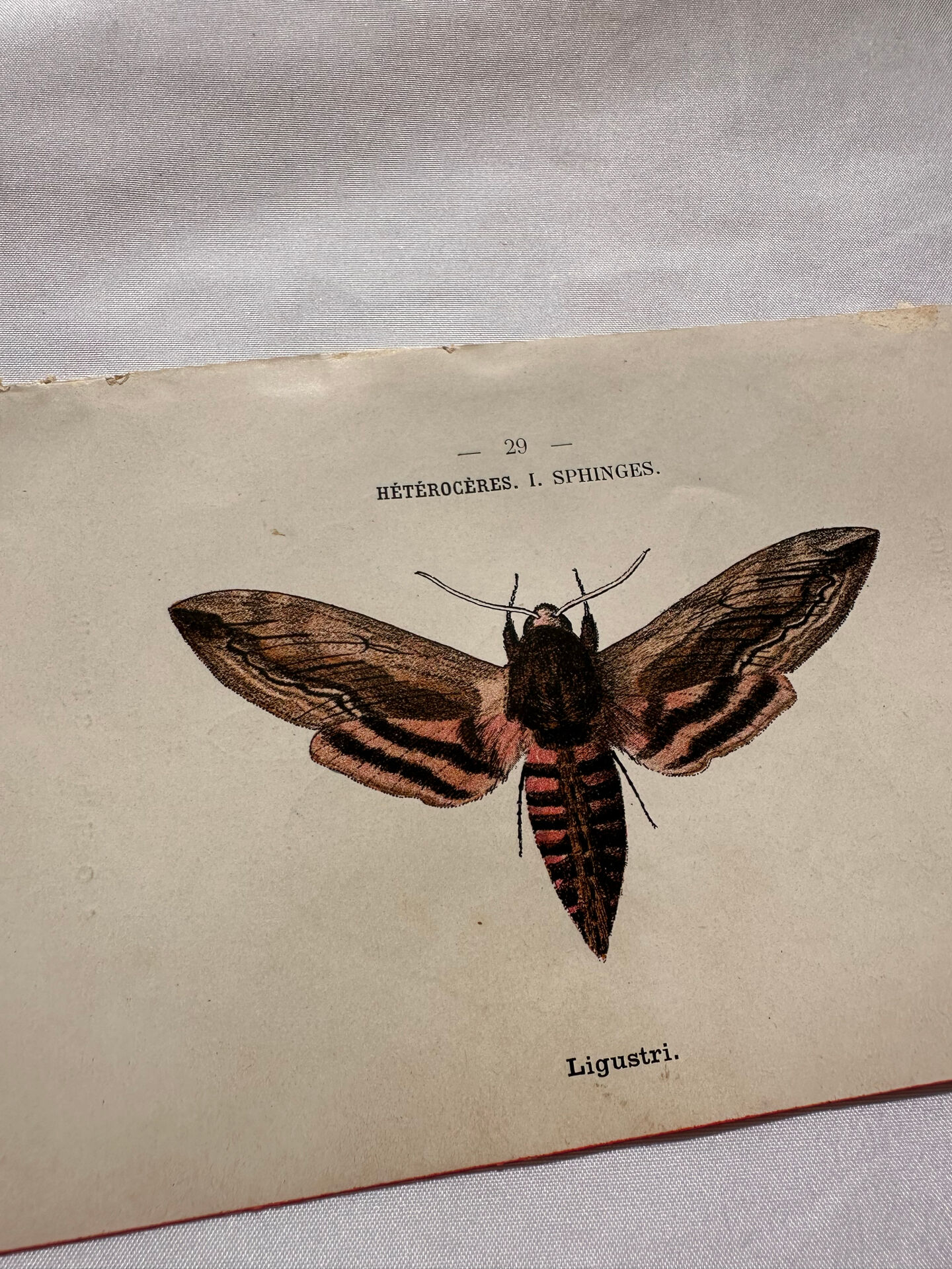 Gravure naturaliste  Papillon 19eme affiche botanique originale 1800