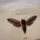 Gravure naturaliste  Papillon 19eme affiche botanique originale 1800