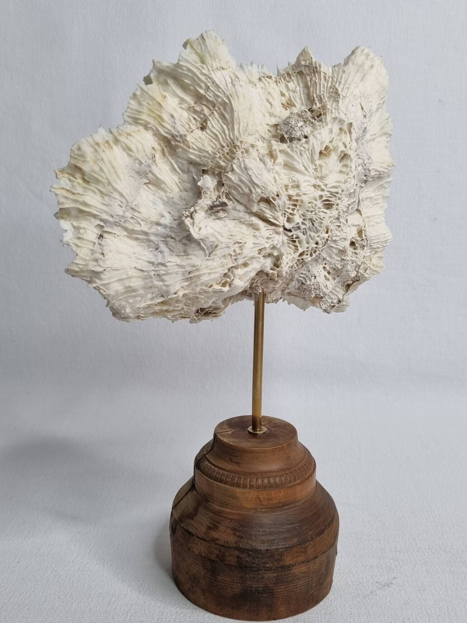 Antique white coral mounted on a turned wooden base – Height 22 cm