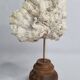Antique white coral mounted on a turned wooden base – Height 22 cm
