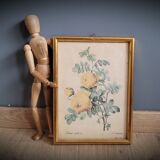 Rose lithograph frame Rosa Sulfura