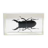 Vintage resin insect