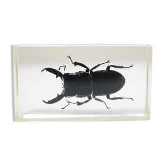 Vintage resin insect