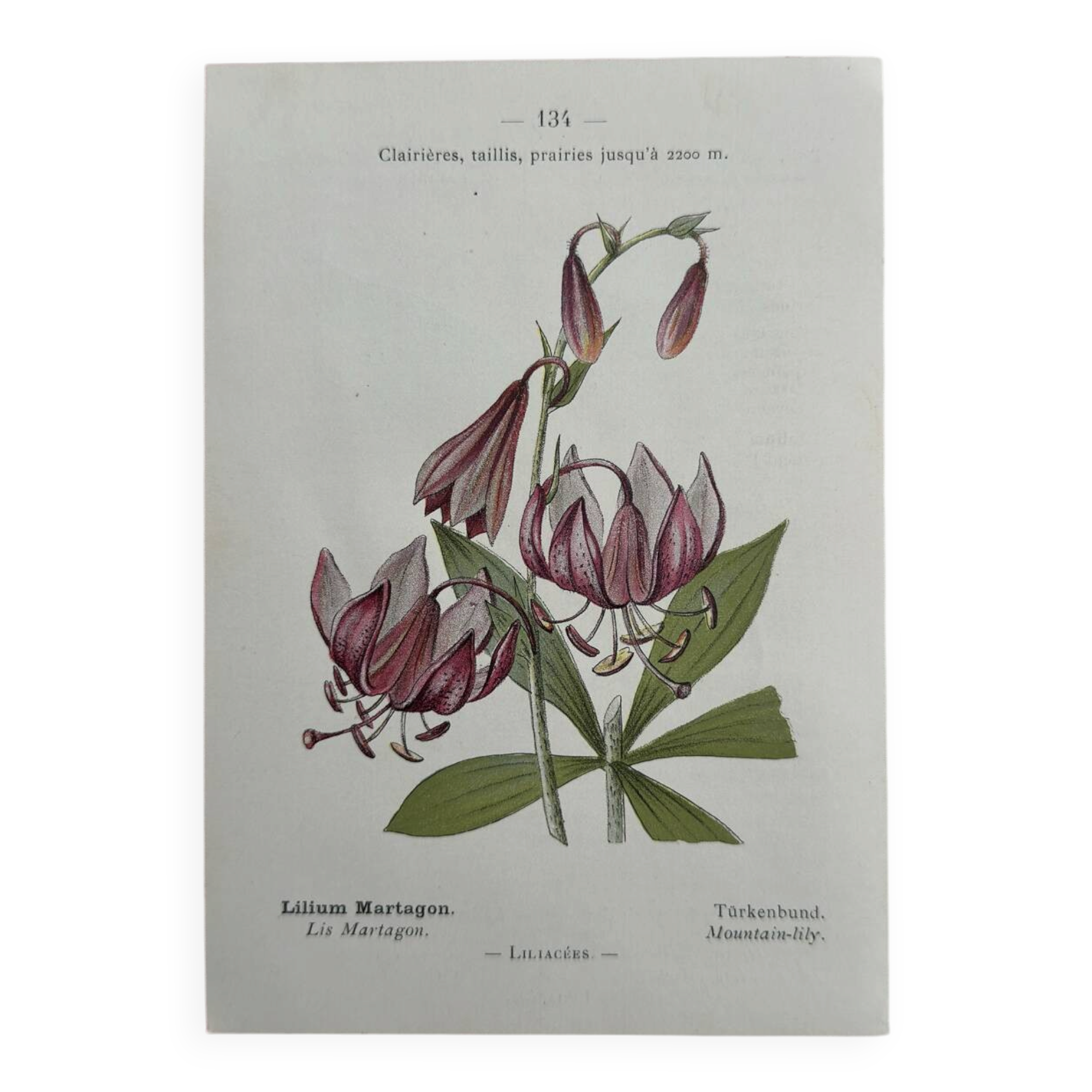 Botanical Plate 1800 Old naturalist engraving 19th century double-sided