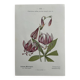 Botanical Plate 1800 Old naturalist engraving 19th century double-sided