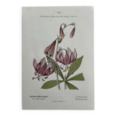 Botanical Plate 1800 Old naturalist engraving 19th century double-sided