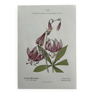 Botanical Plate 1800 Old naturalist engraving 19th century double-sided
