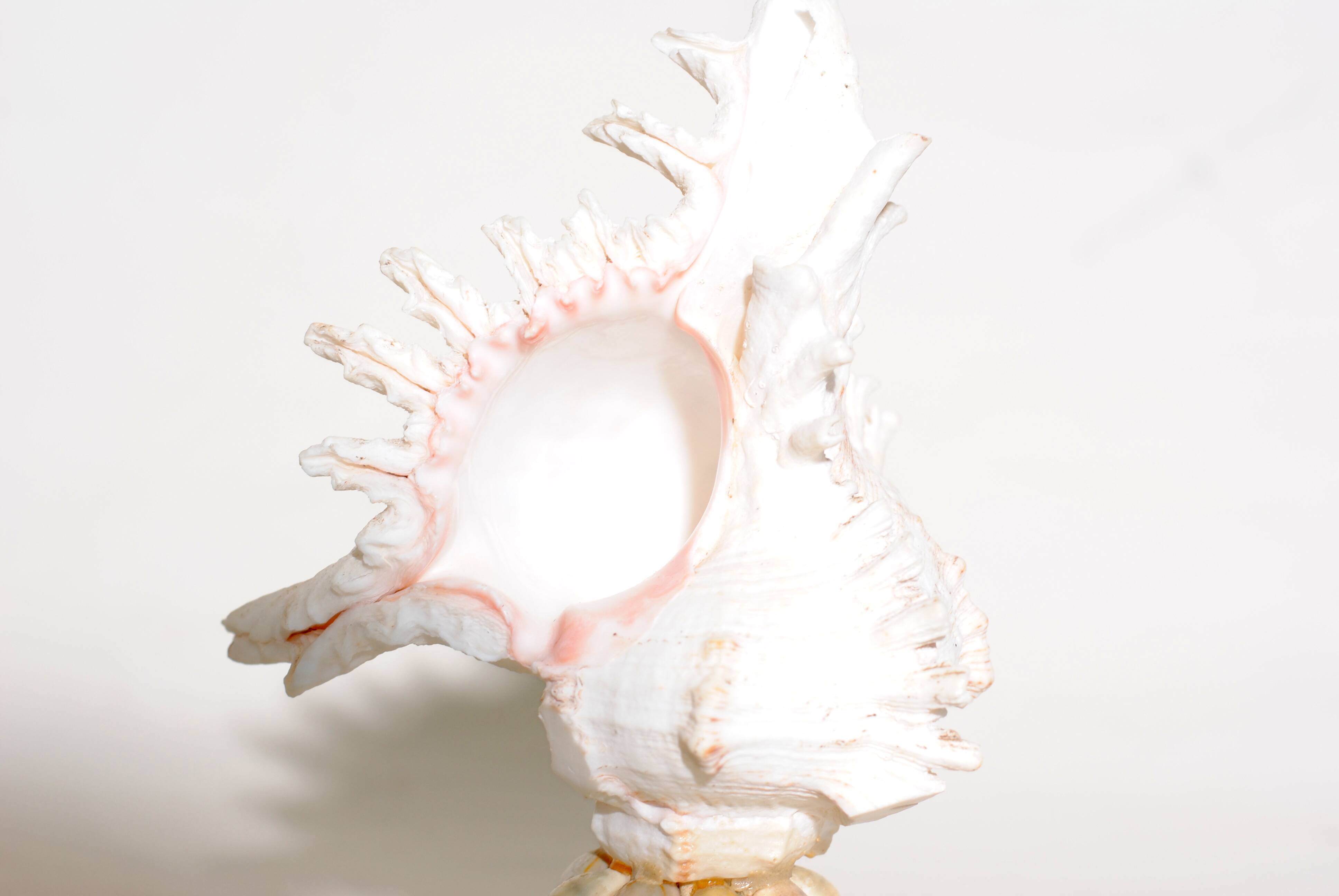 Mid-Century Souvenir Shell Lamp, France 1960s