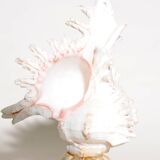 Mid-Century Souvenir Shell Lamp, France 1960s