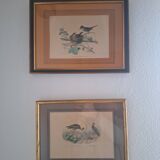 Paire de gravures anciennes encadrées représentant des oiseaux