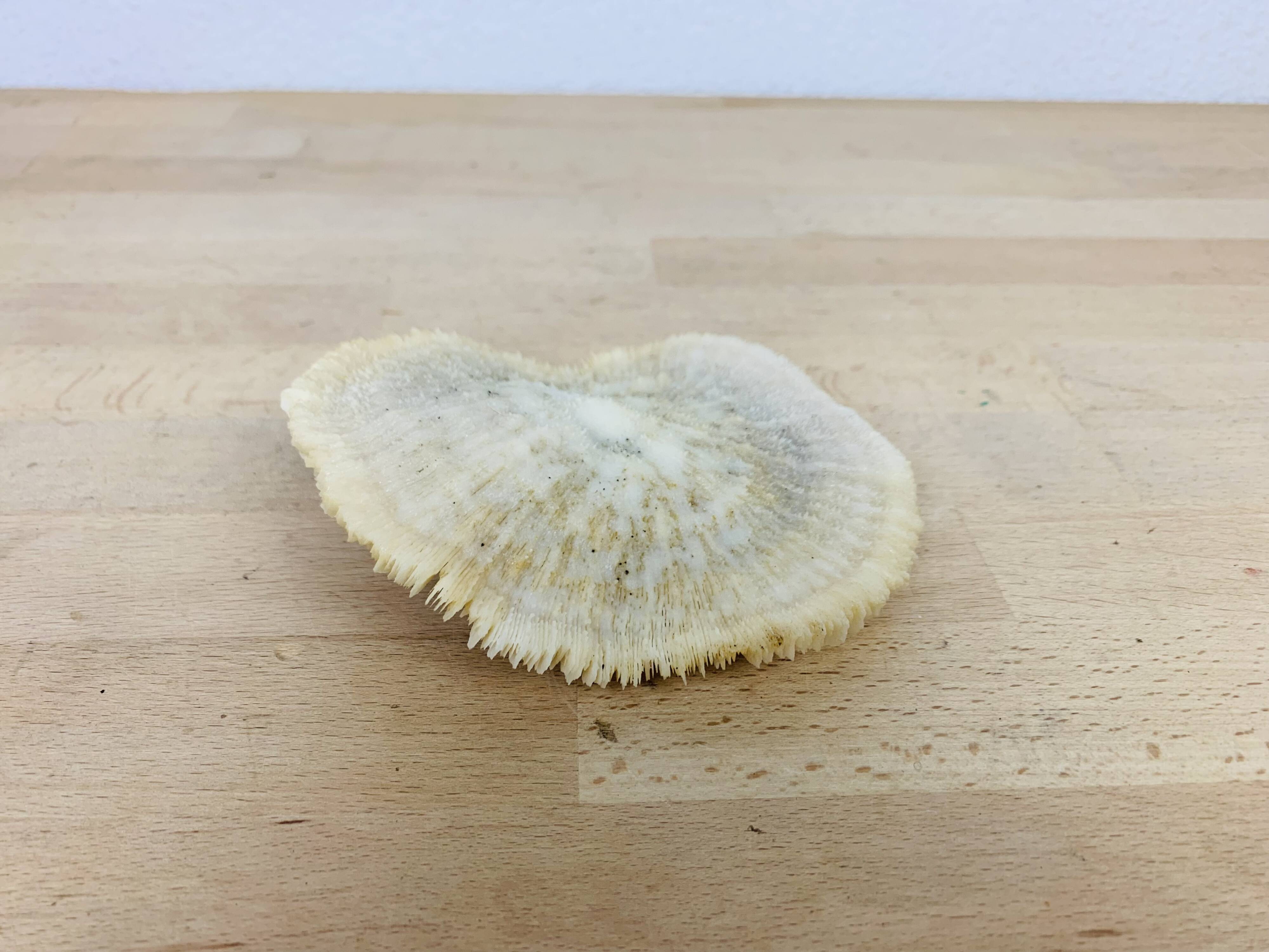 Natural Ancient White Fungia Coral