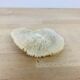 Natural Ancient White Fungia Coral