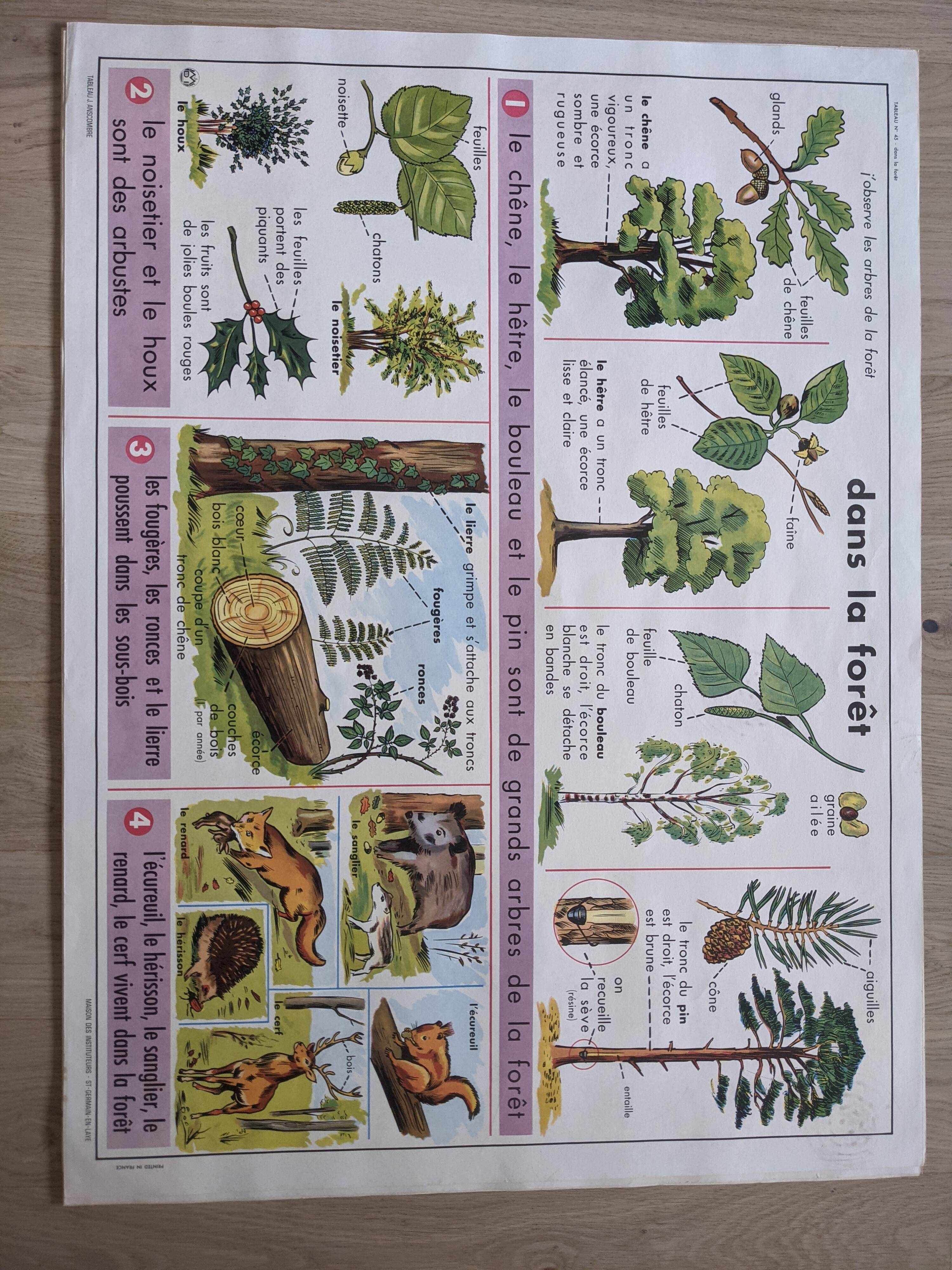 Old school poster vintage pea botanical flower forest