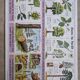 Old school poster vintage pea botanical flower forest
