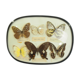 Planche papillons