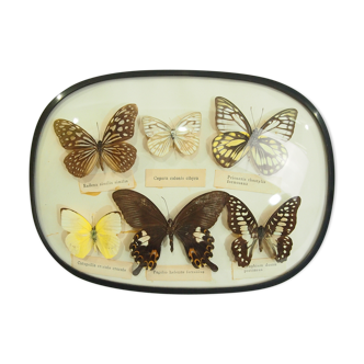 Butterfly board