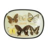 Butterfly board