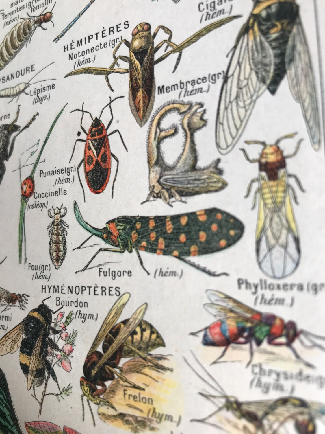 Original vintage plate on arthropods
