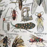 Planche originale vintage sur les arthropodes