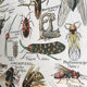 Planche originale vintage sur les arthropodes
