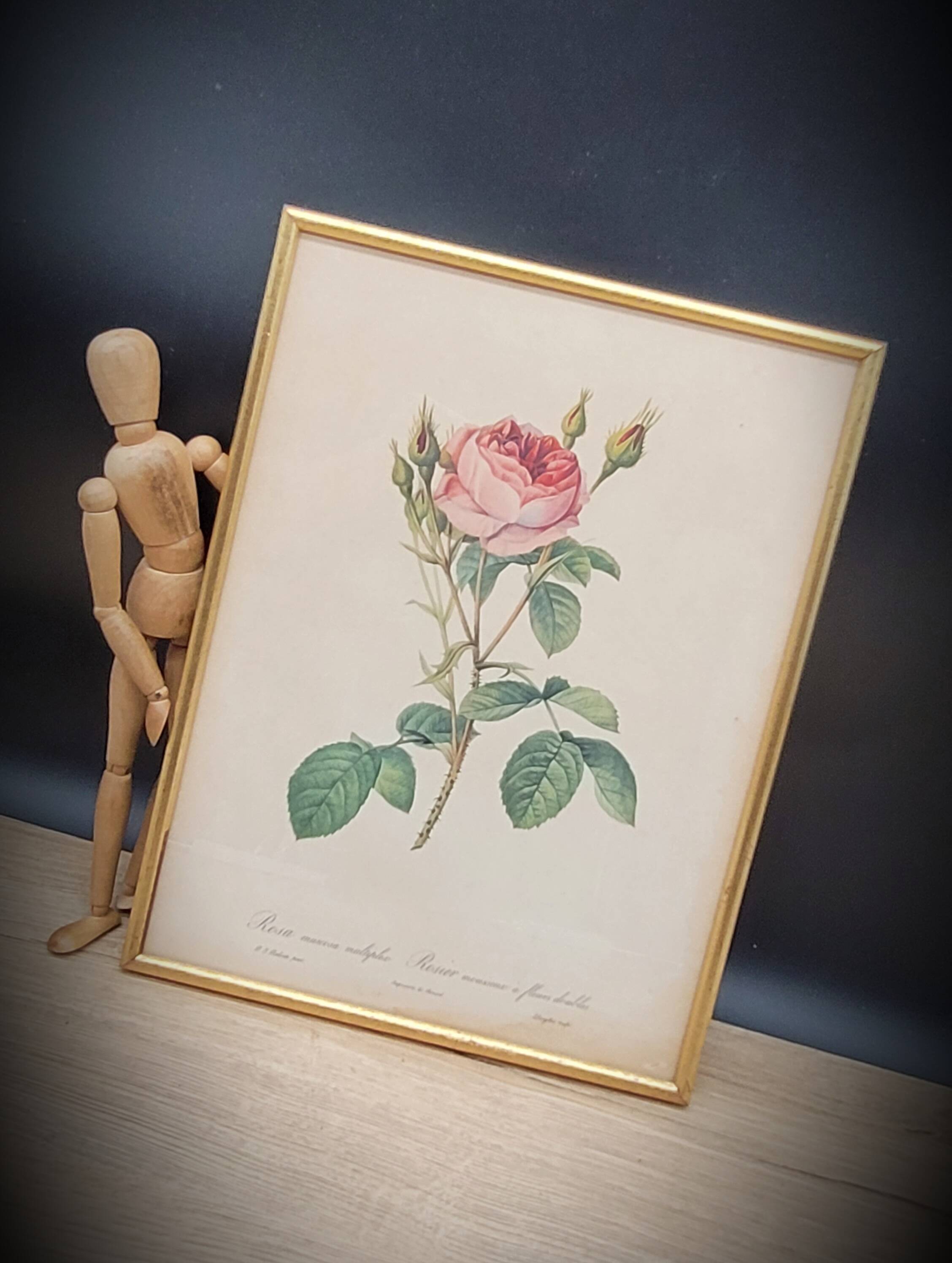 Lithograph Rose Sparkling flowers double flowers