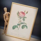 Lithograph Rose Sparkling flowers double flowers