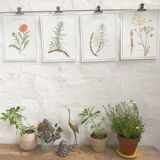 Botanical plank the Prêle des Champs