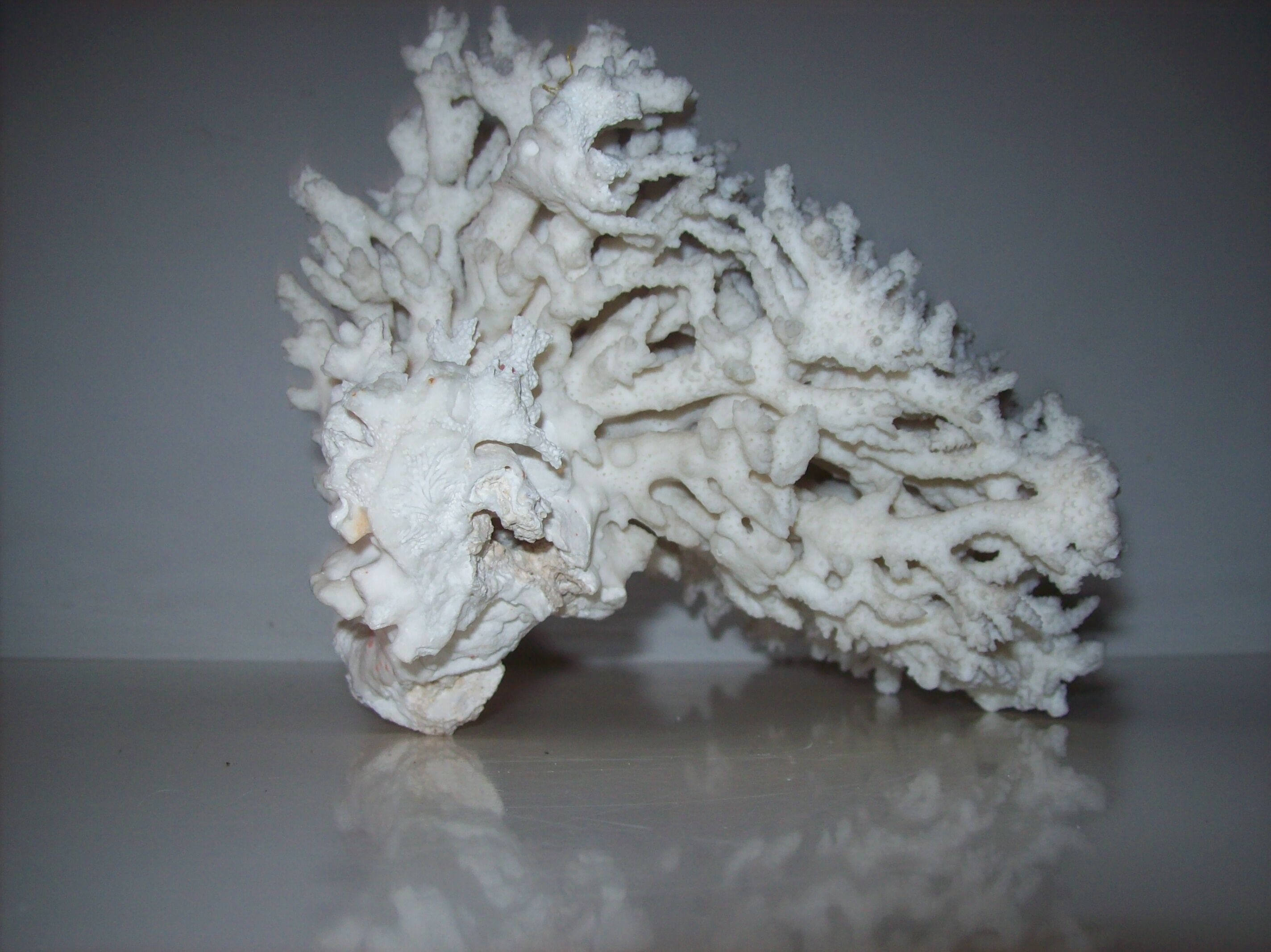 White coral