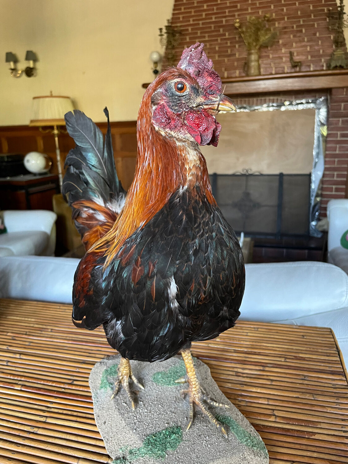 Taxidermy Rooster cabinet of curiosities