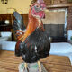 Taxidermy Rooster cabinet of curiosities