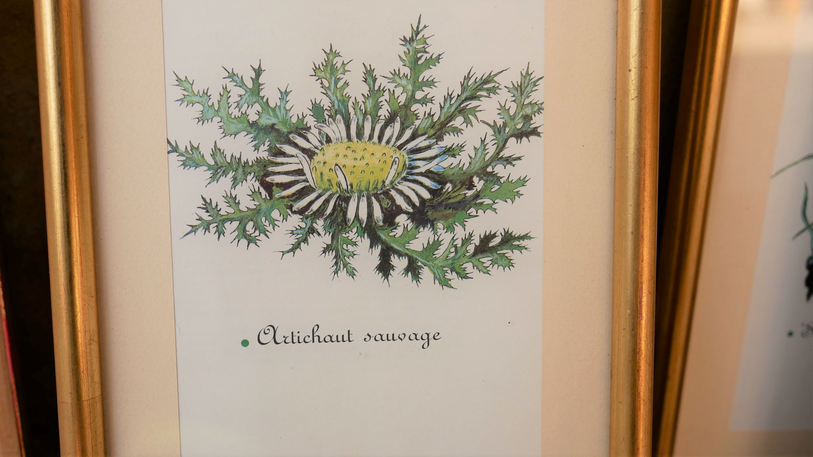 Series of 5 vintage botanical boards