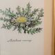 Series of 5 vintage botanical boards