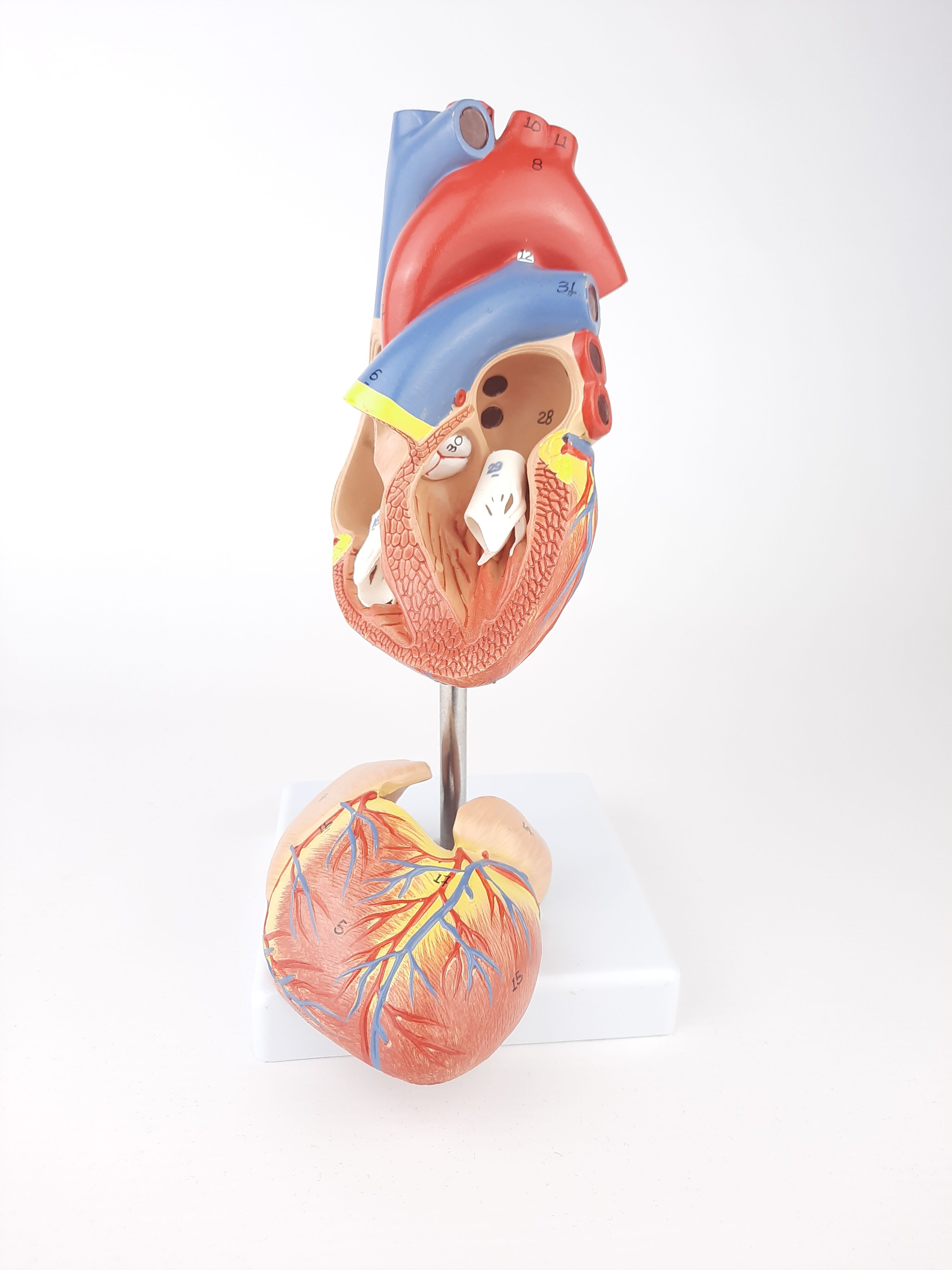 Vintage human heart anatomical model