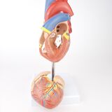 Vintage human heart anatomical model
